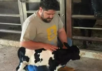 César Menotti, o Rei do Sertanejo com Fortuna de R$ 20 Milhões, Encanta com Fazenda de Mini Animais em Minas Gerais