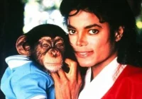 Bubbles, o Icônico Chimpanzé de Michael Jackson, Vive Tranquilo e Idoso em Santuário na Flórida aos 43 Anos