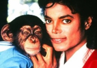 Por Onde Anda Bubbles, o Icônico Chimpanzé de Michael Jackson? Descubra a Vida Atual do Animal